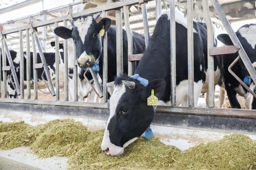 青島，雀巢為你傾倒——液體壁紙的藝術與生活